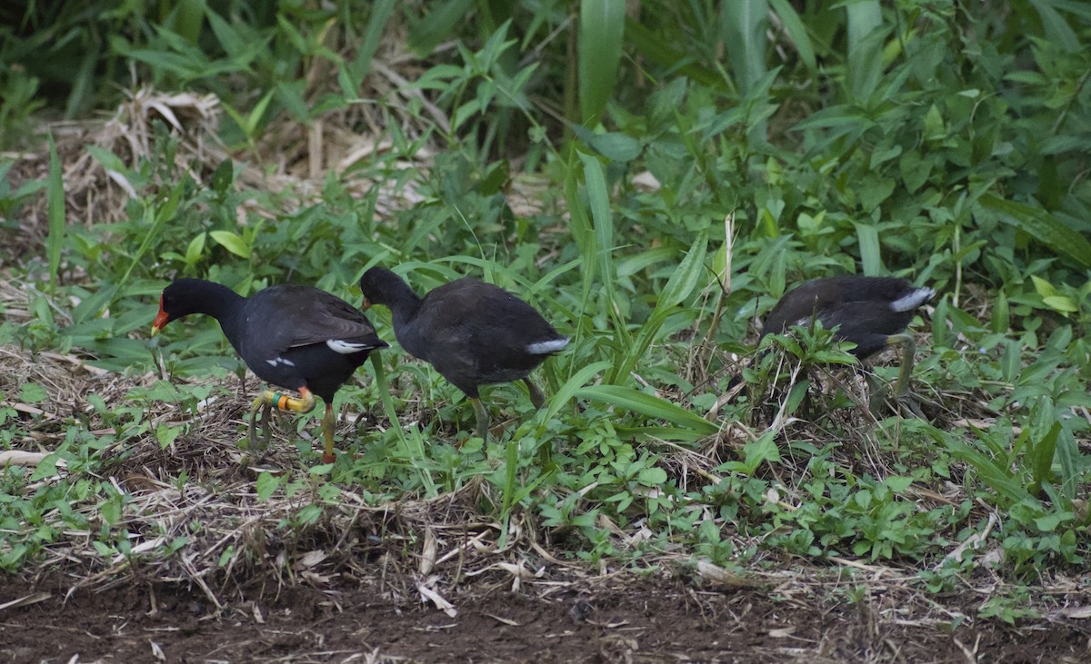 Gallinule d'Amérique (sandvicensis) - ML619520208