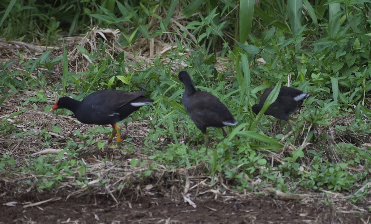 Common Gallinule (Hawaiian) - ML619520209