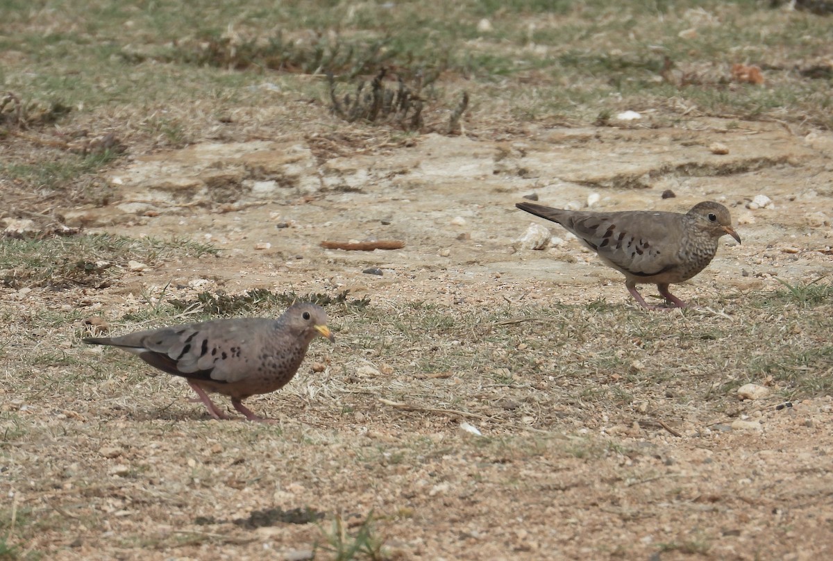 Common Ground Dove - Alejandra Pons