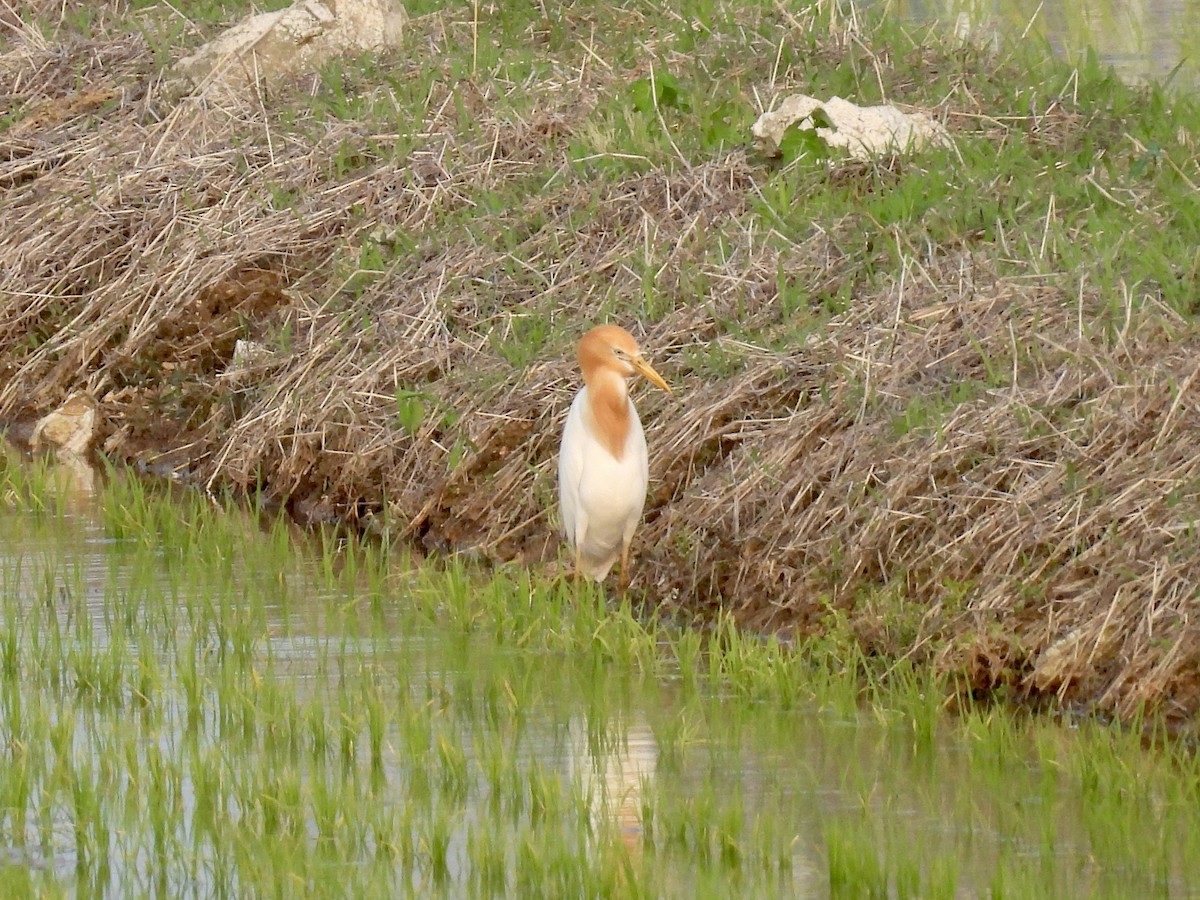 Eastern Cattle Egret - Stan Arnold