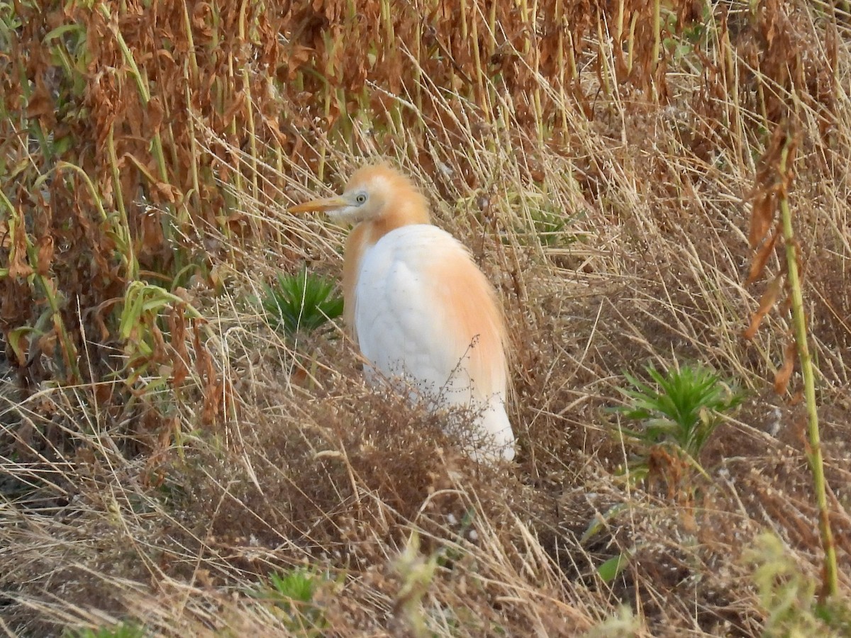 Eastern Cattle Egret - Stan Arnold