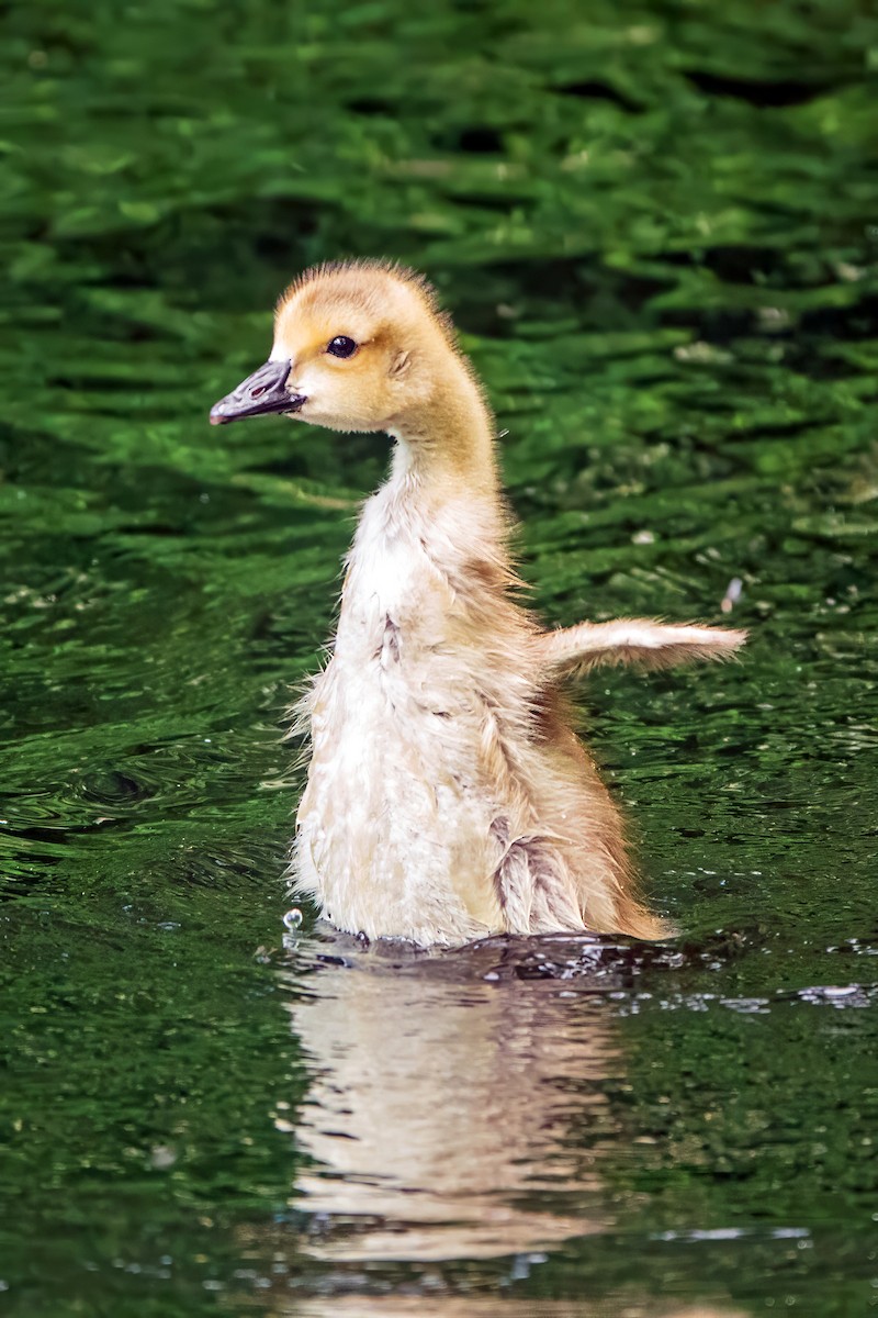 Canada Goose - ML619520219