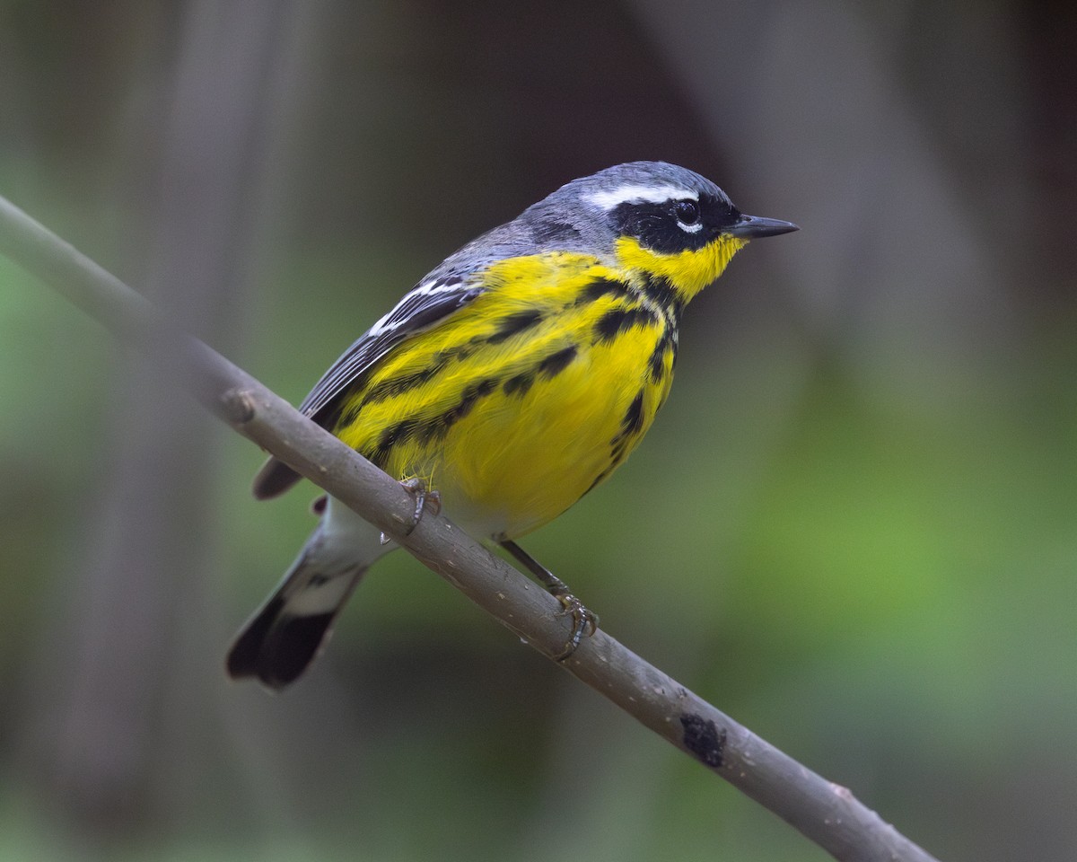 Magnolia Warbler - Varun Sharma