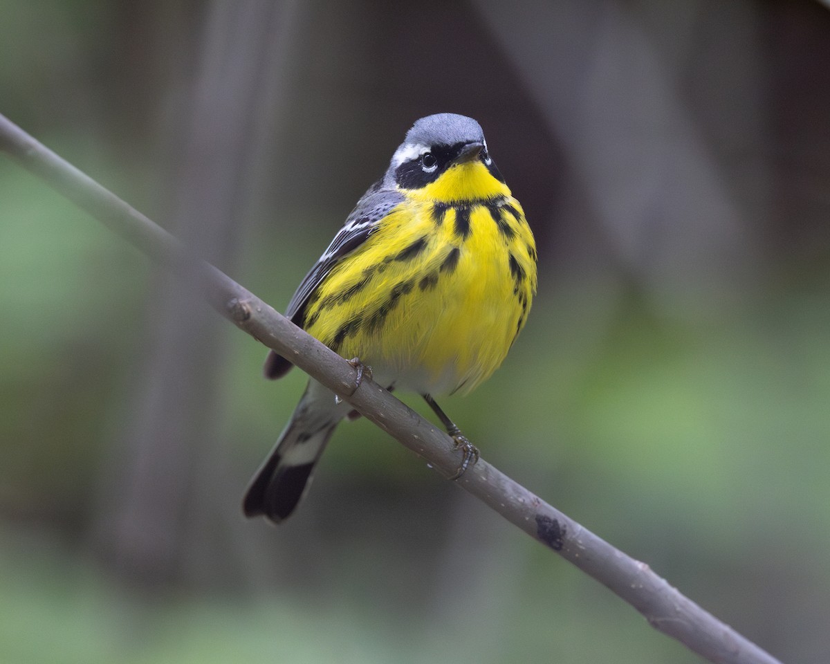 Magnolia Warbler - Varun Sharma