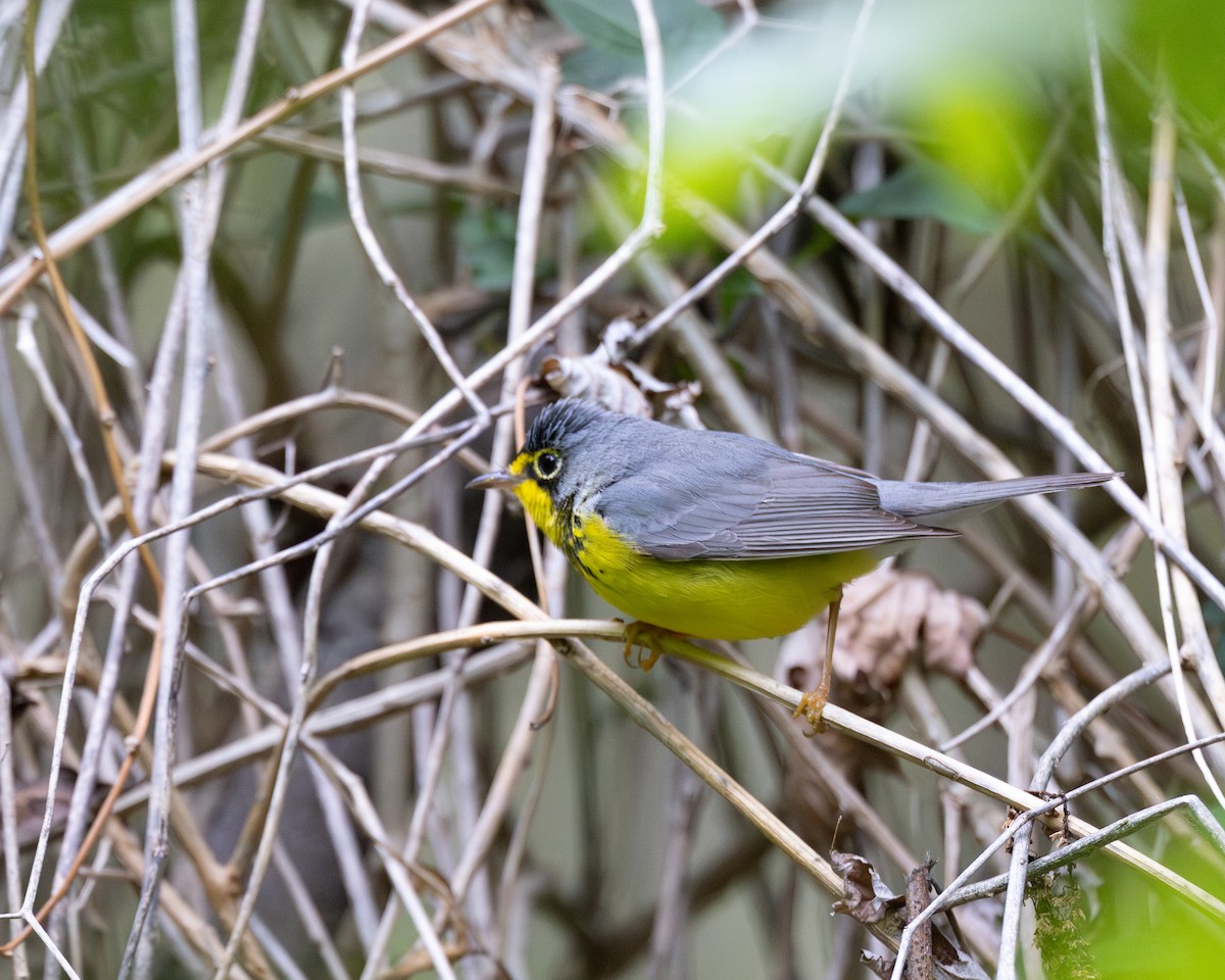 Canada Warbler - Varun Sharma