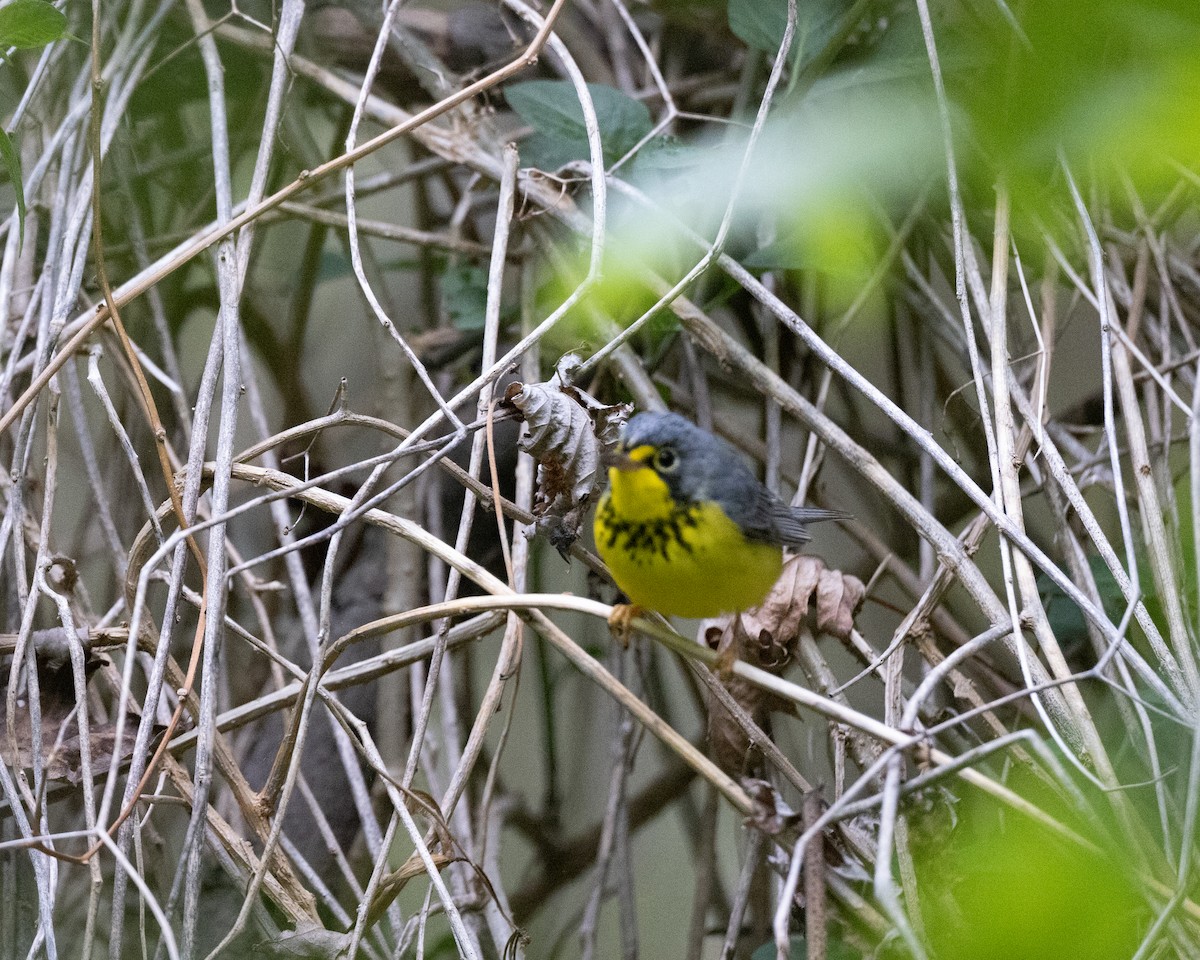 Canada Warbler - Varun Sharma