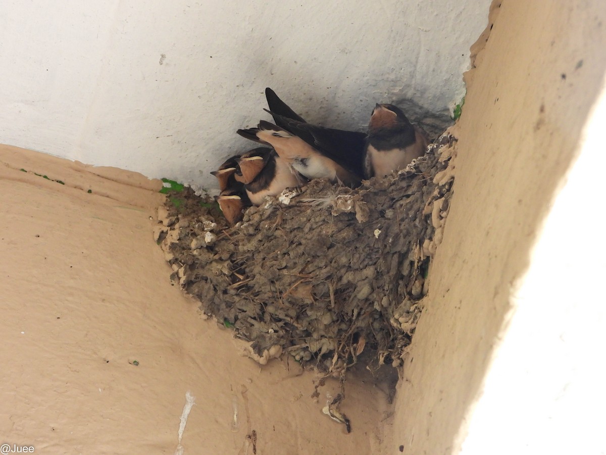 Barn Swallow - juee khopkar