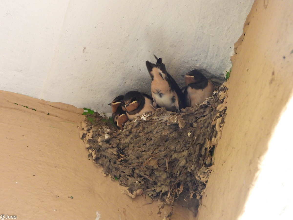 Barn Swallow - juee khopkar