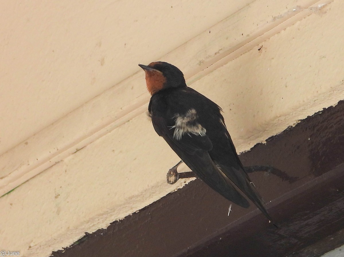 Barn Swallow - juee khopkar