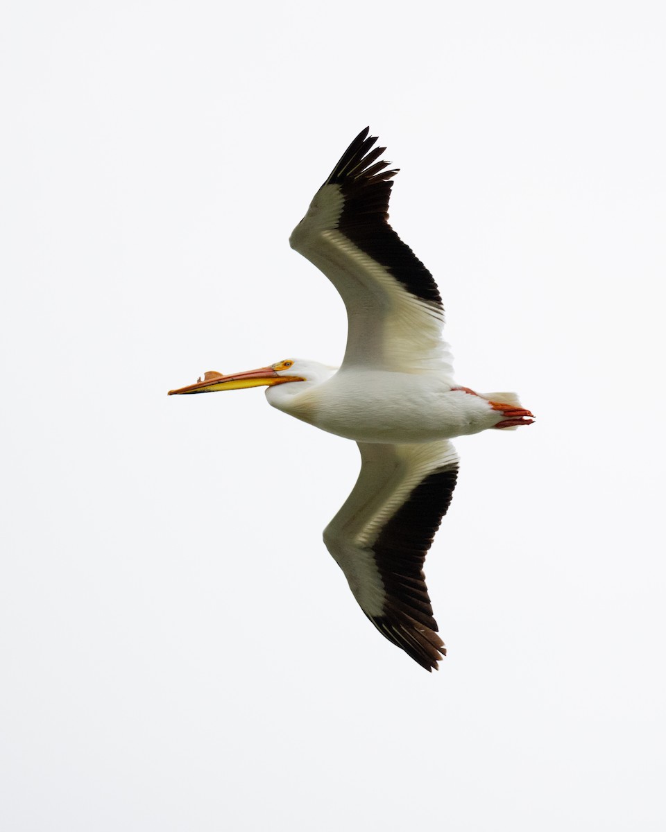 American White Pelican - Varun Sharma