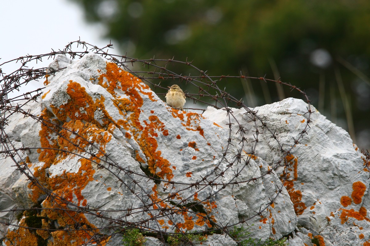 Tawny Pipit - Elan Federico Zucchetti