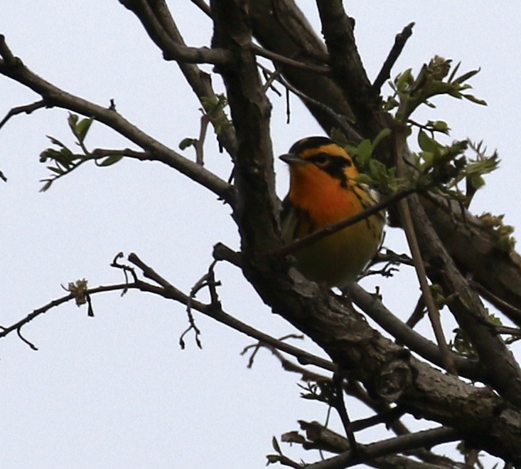 Blackburnian Warbler - Katherine Collin