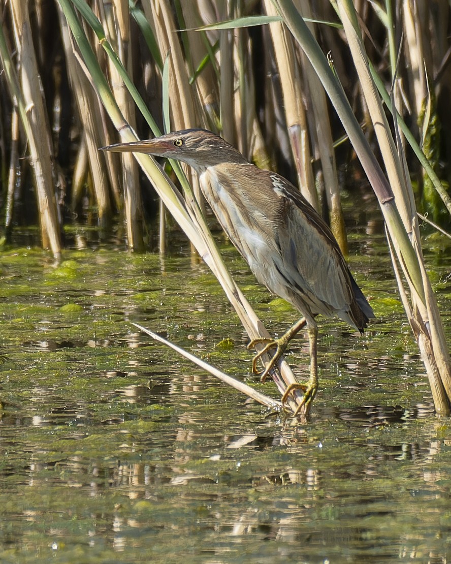 Little Bittern - john Butters