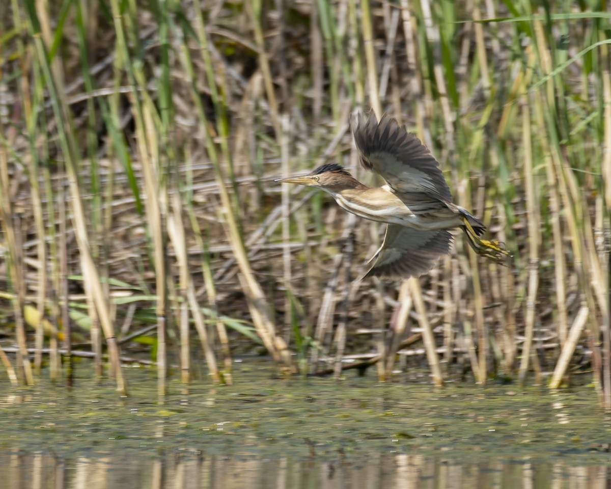 Little Bittern - john Butters