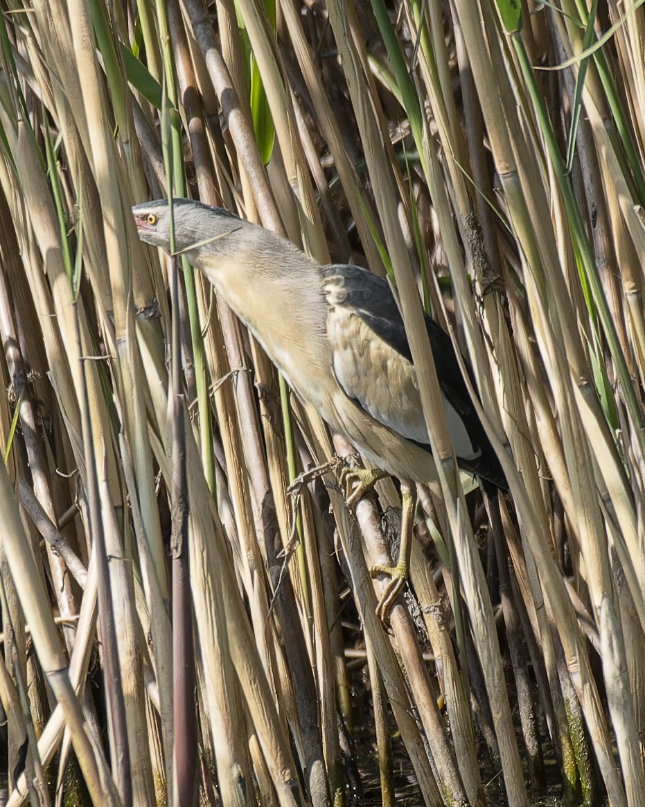 Little Bittern - john Butters