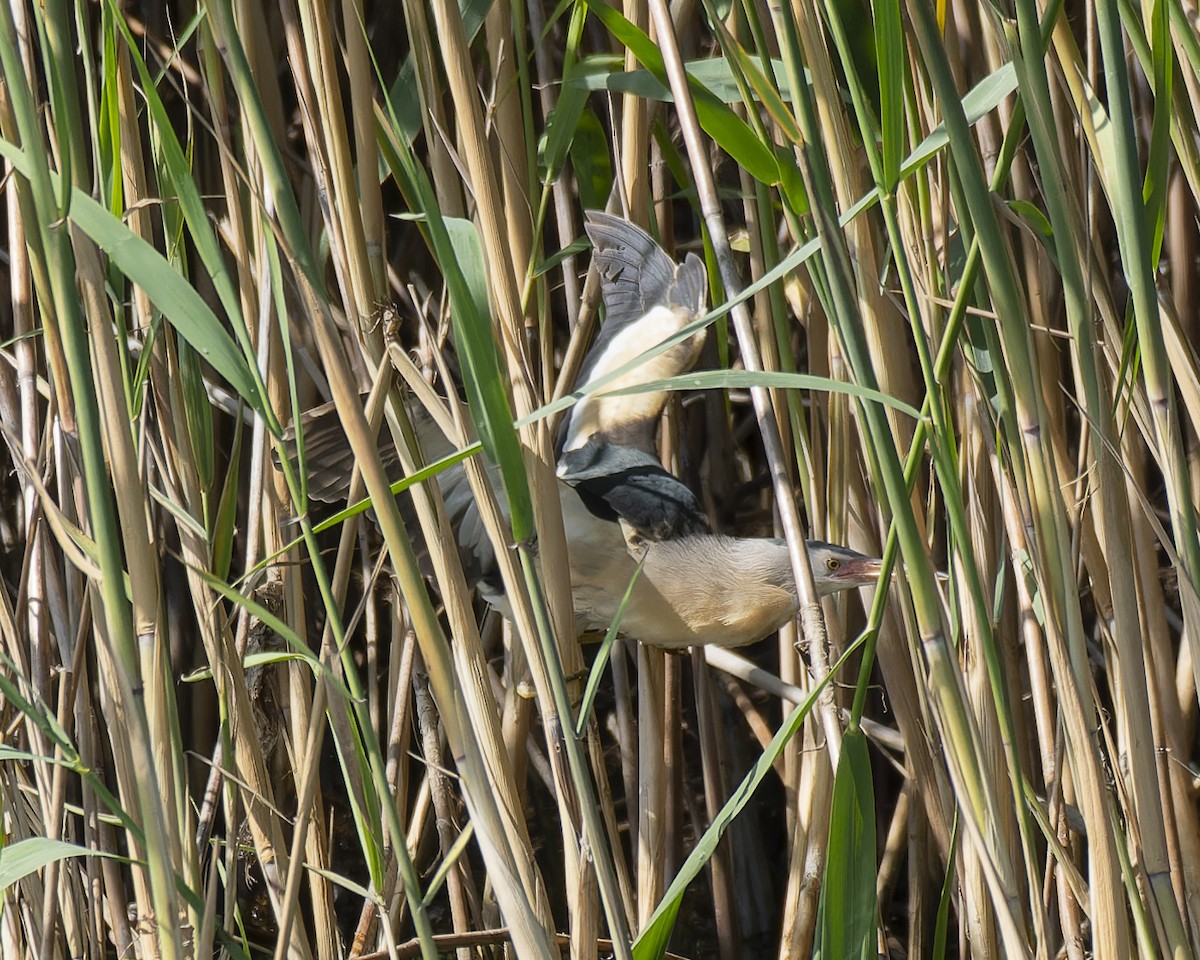 Little Bittern - john Butters