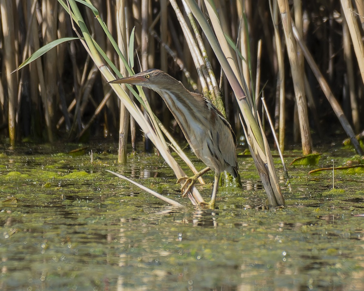 Little Bittern - john Butters