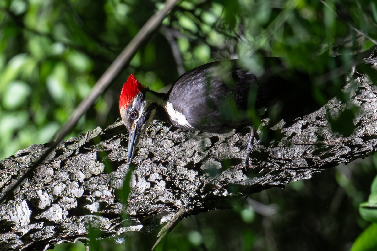 Pileated Woodpecker - Michael Barath
