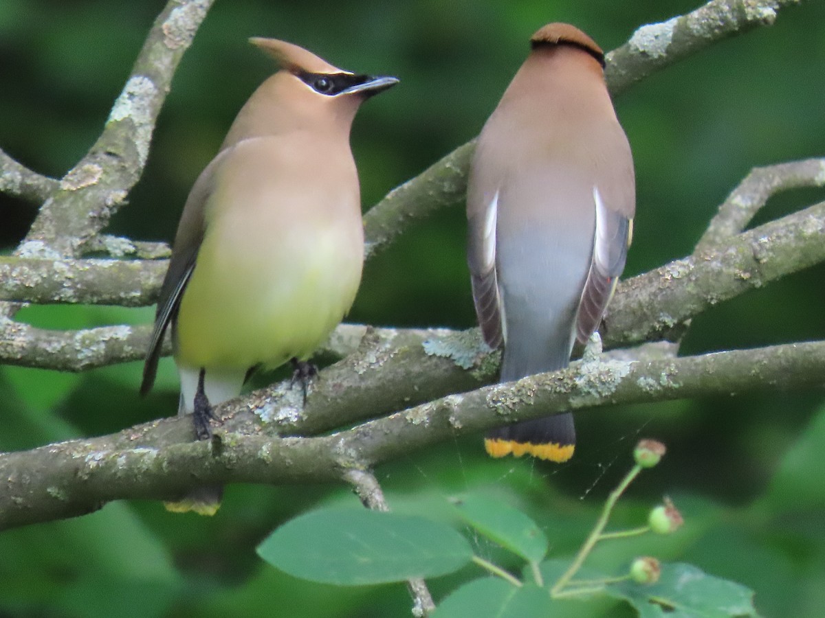 Cedar Waxwing - Rick Robinson