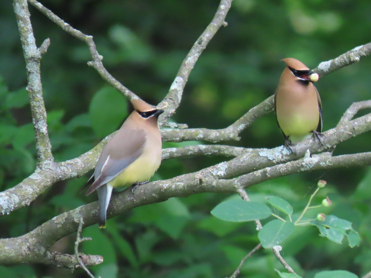 Cedar Waxwing - Rick Robinson