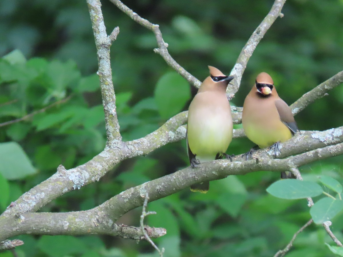 Cedar Waxwing - Rick Robinson