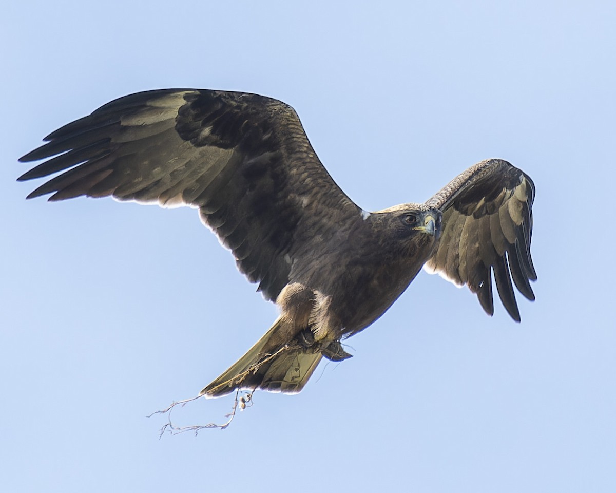 Booted Eagle - john Butters