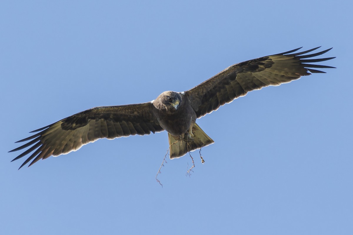 Booted Eagle - john Butters