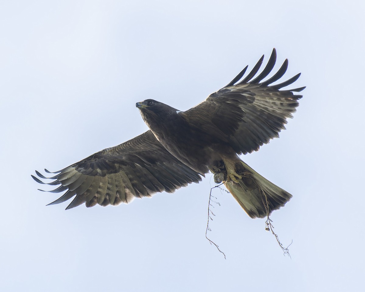 Booted Eagle - john Butters