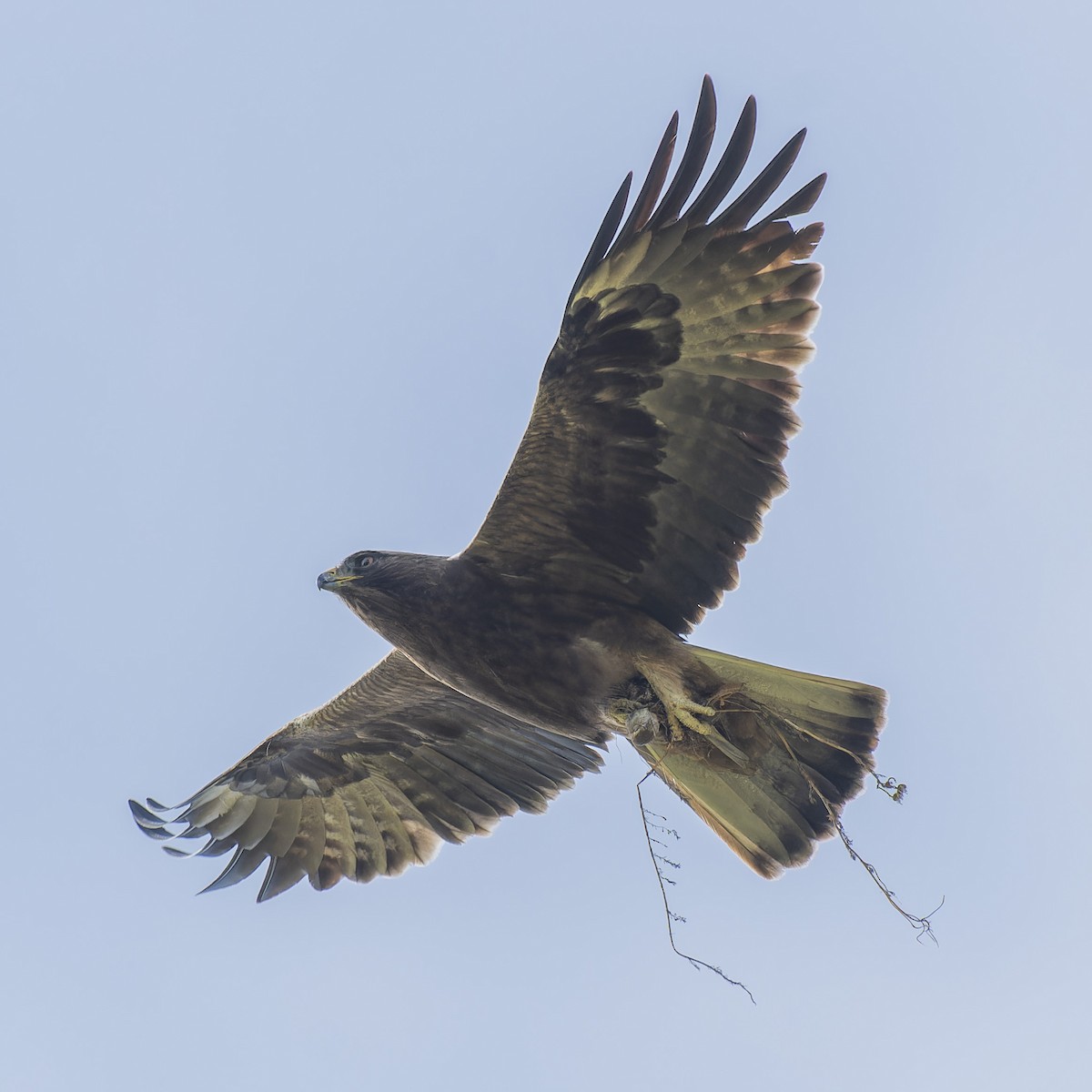 Booted Eagle - john Butters