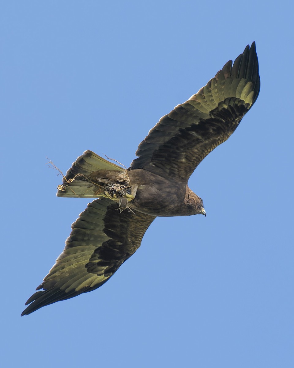 Booted Eagle - john Butters