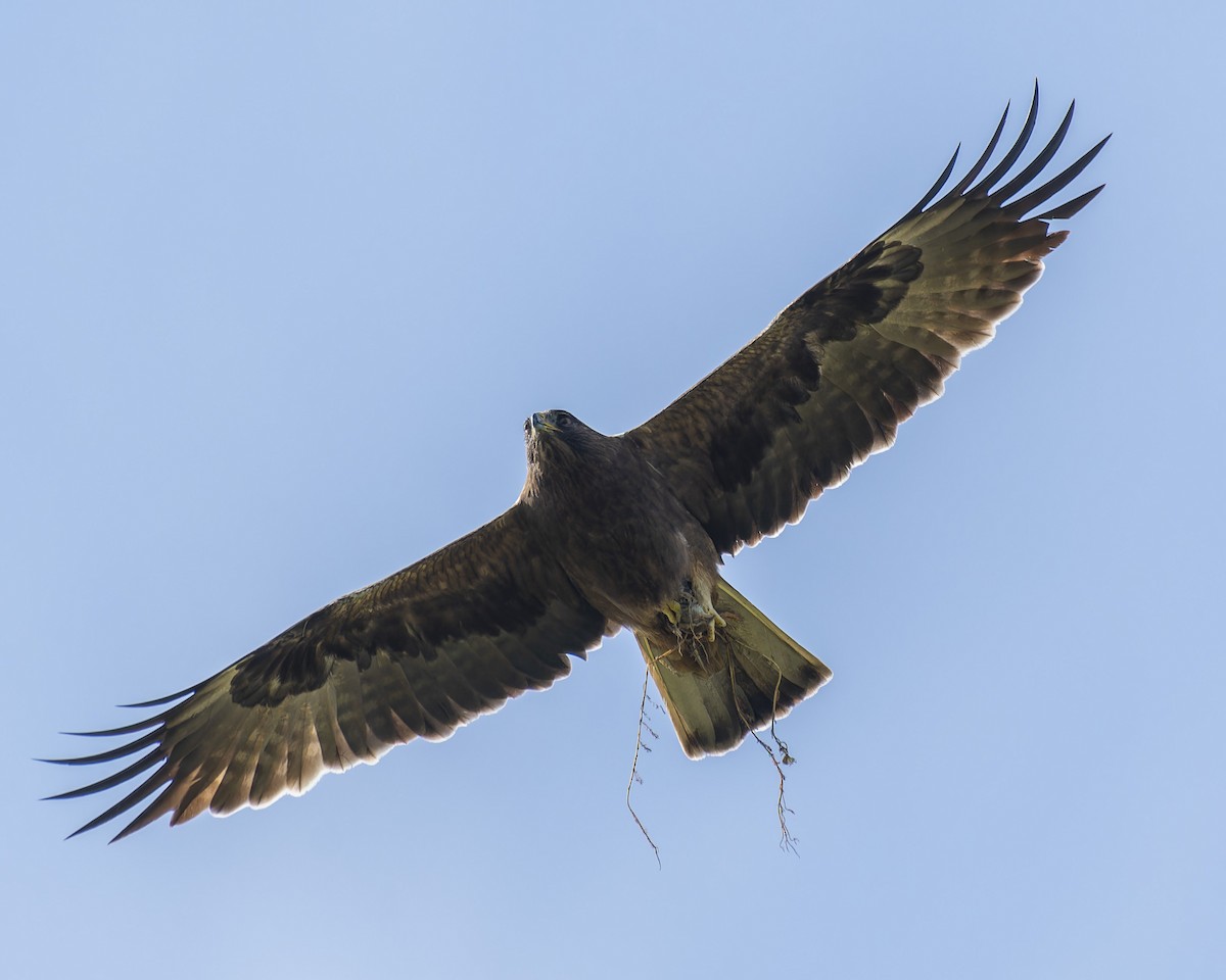 Booted Eagle - john Butters