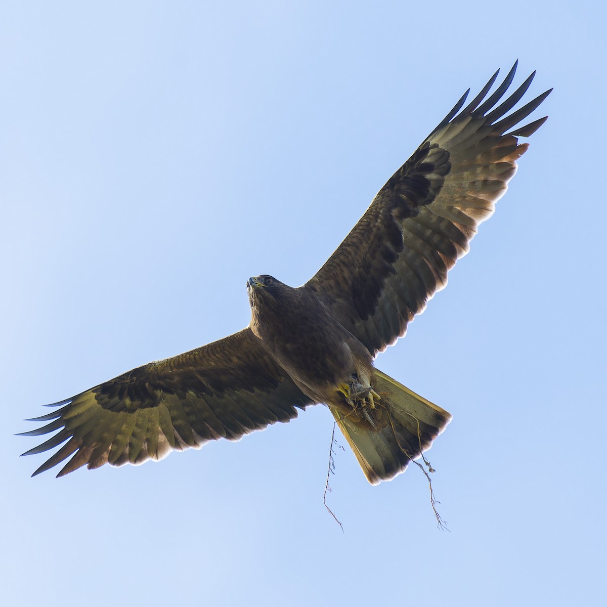 Booted Eagle - john Butters