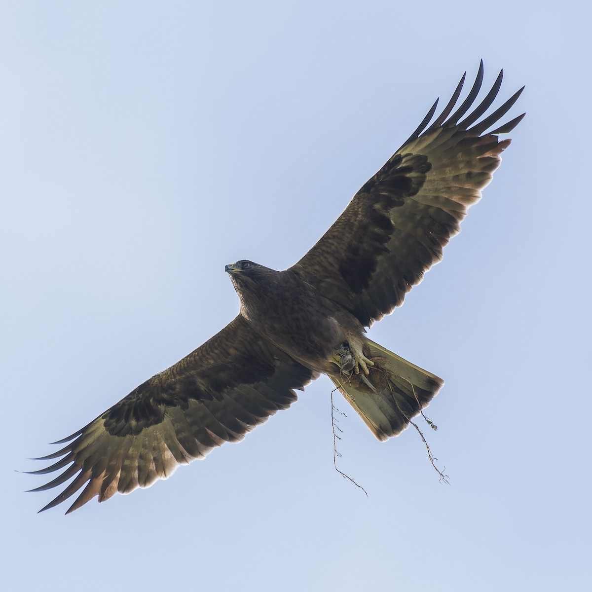 Booted Eagle - john Butters