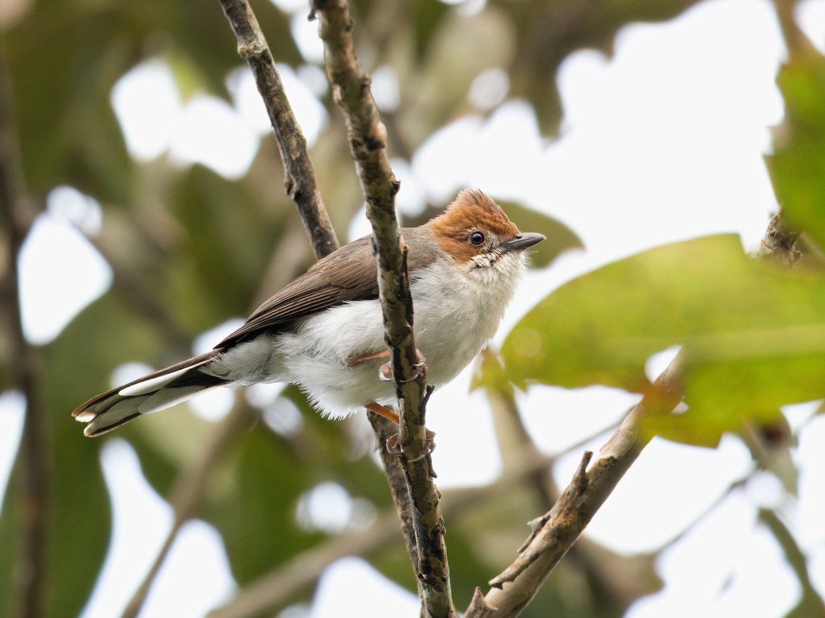 Chestnut-crested Yuhina - Evelyn Lee