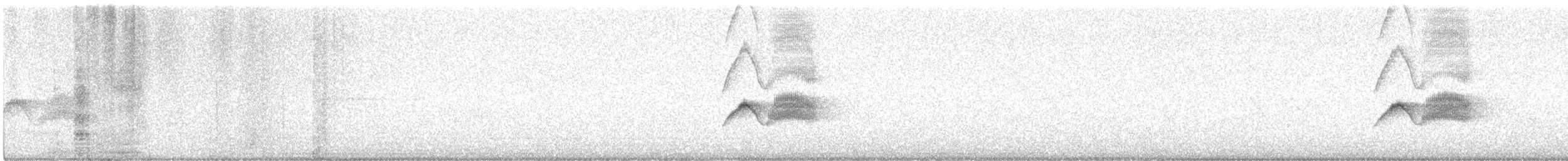 Weißbauch-Phoebetyrann - ML619520300