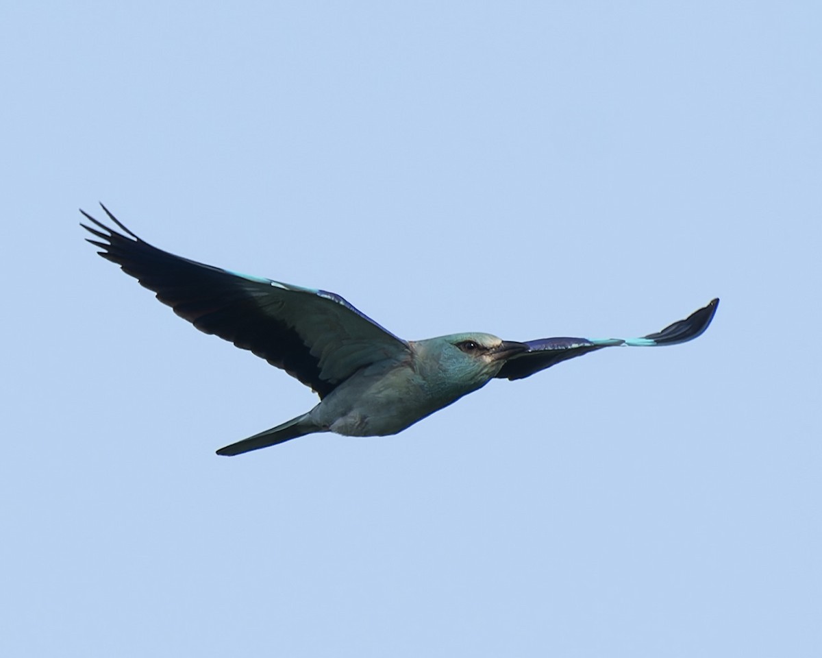 European Roller - john Butters