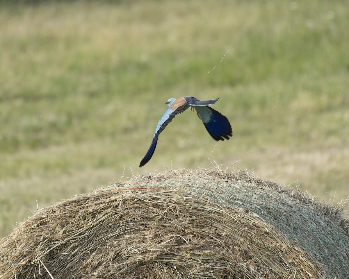 European Roller - john Butters