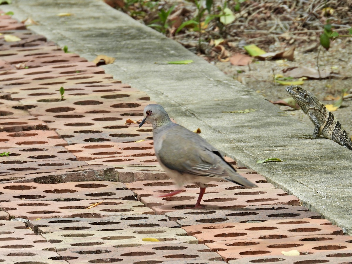 Caribbean Dove - Alejandra Pons