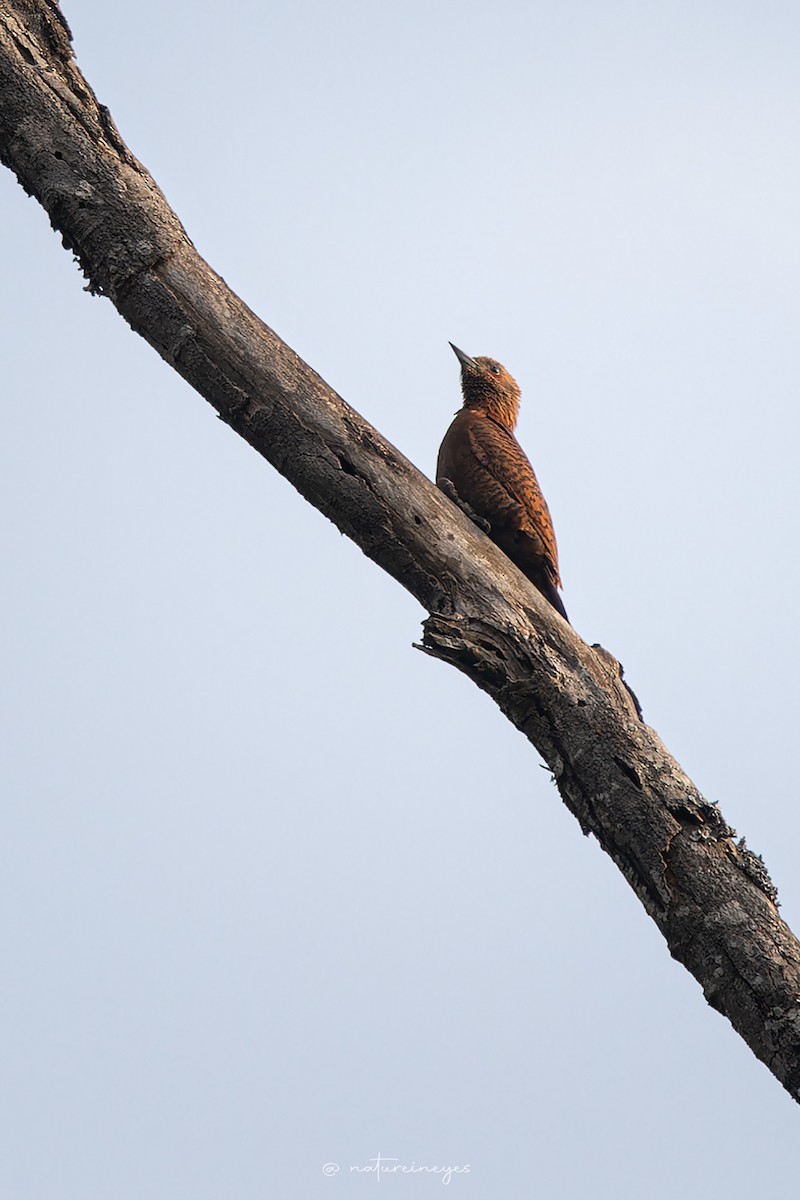 Rufous Woodpecker - Weeds S
