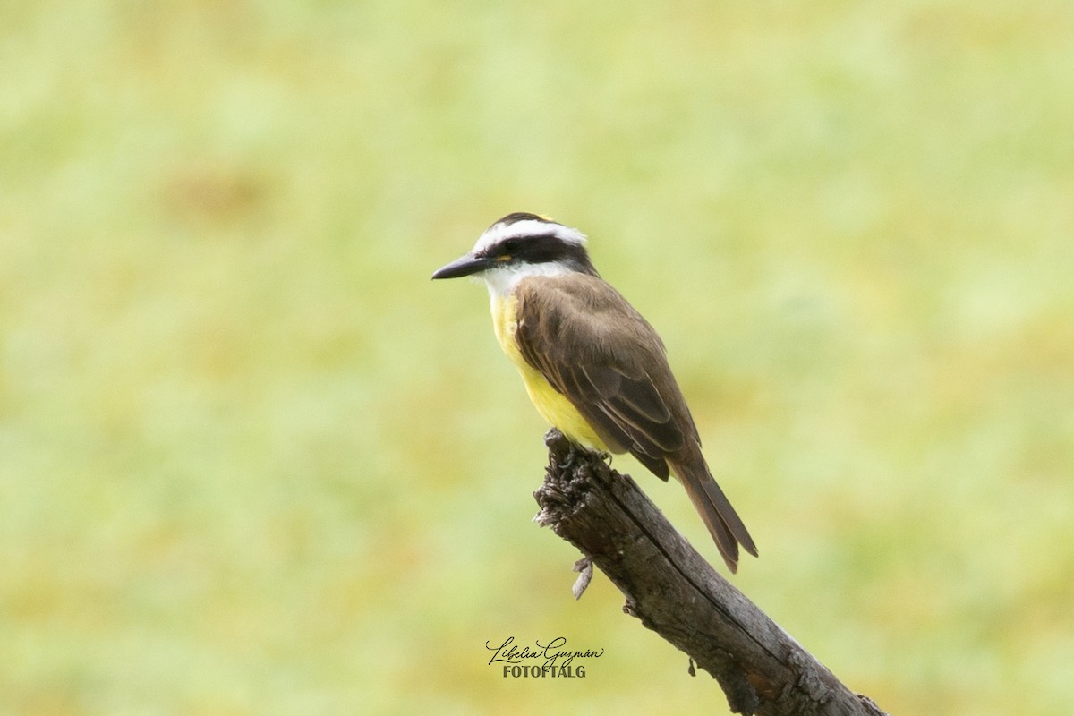 Great Kiskadee - Libelia Guzmán