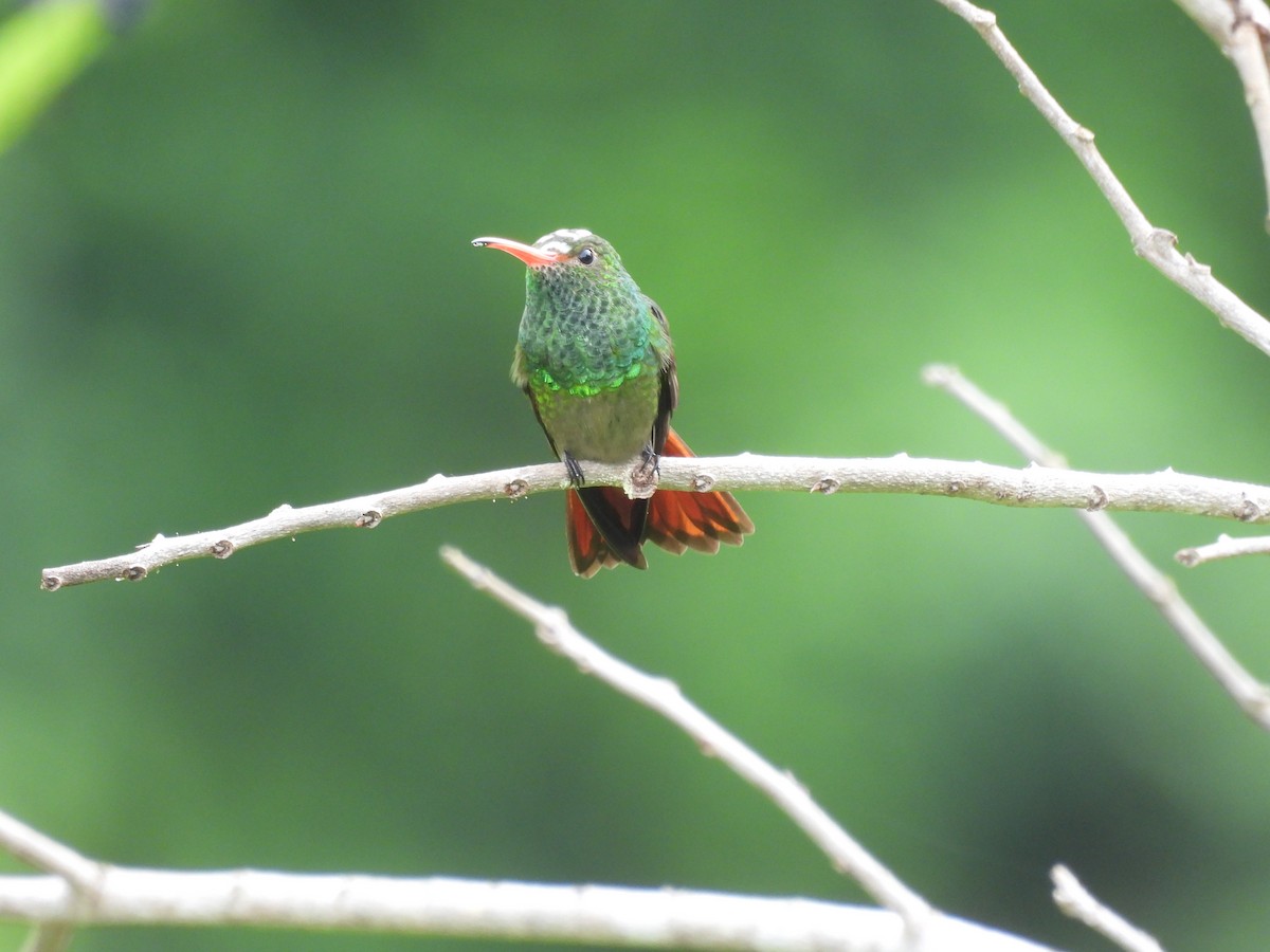 Rufous-tailed Hummingbird - maicol gonzalez guzman