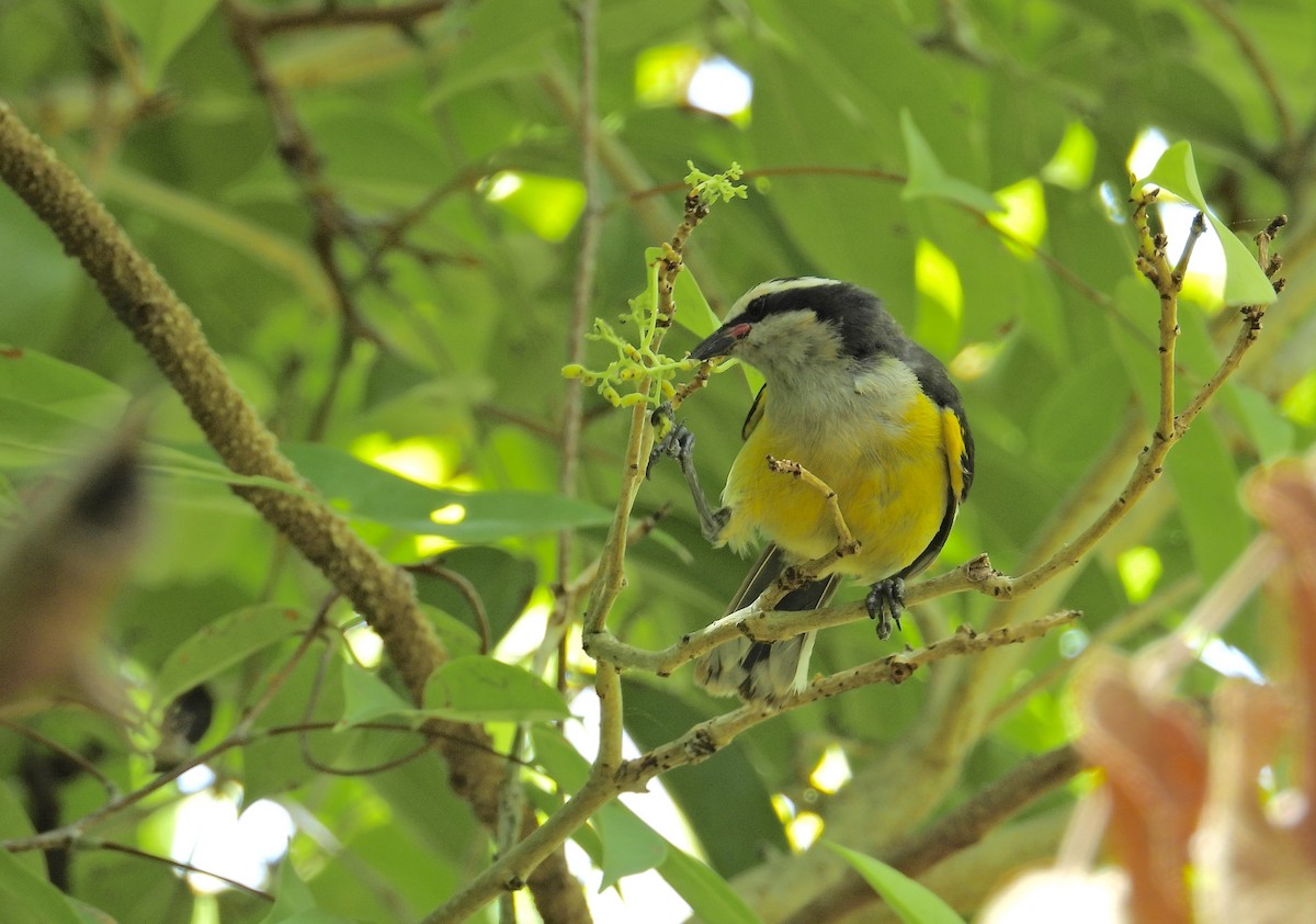 Bananaquit - Alejandra Pons