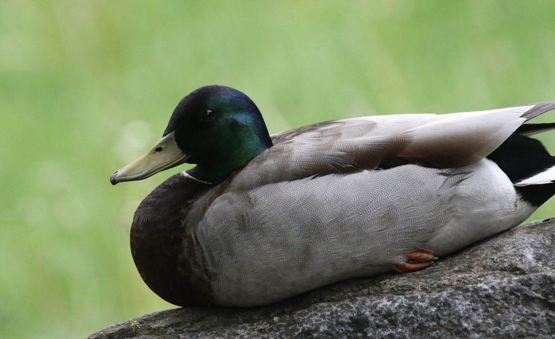 Mallard - Katherine Collin