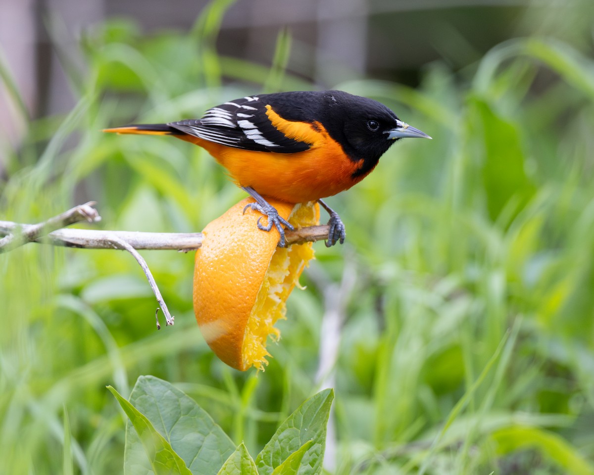 Baltimore Oriole - Varun Sharma