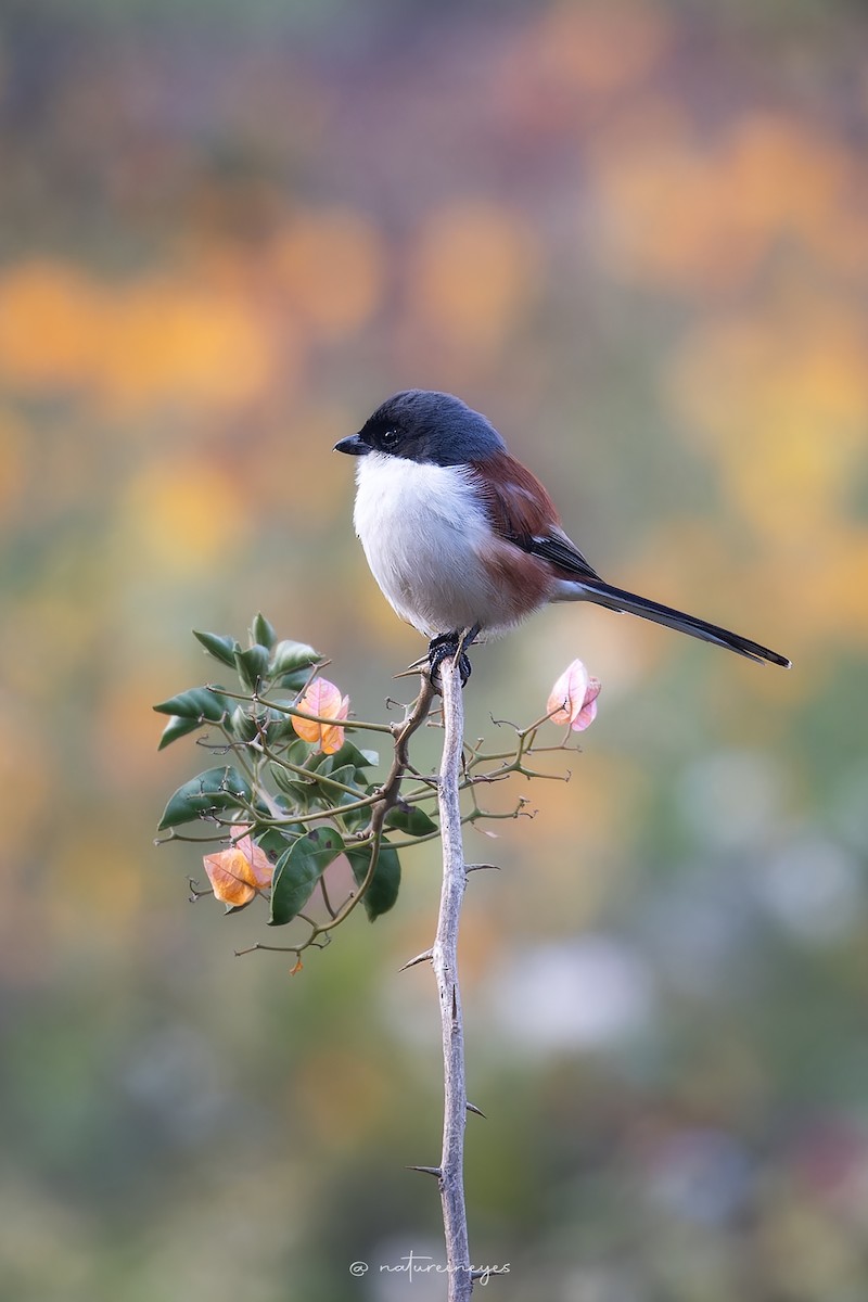 Burmese Shrike - Weeds S