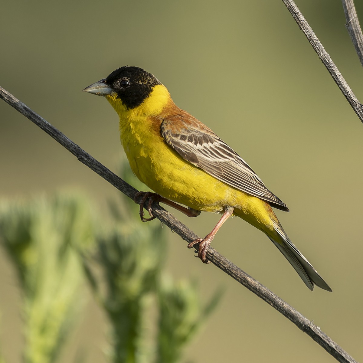 Black-headed Bunting - john Butters