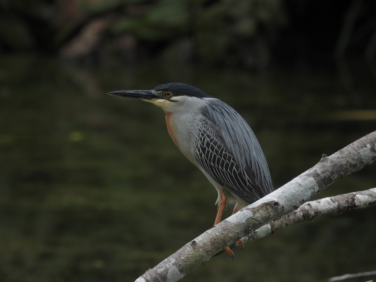 Striated Heron - ML619520336