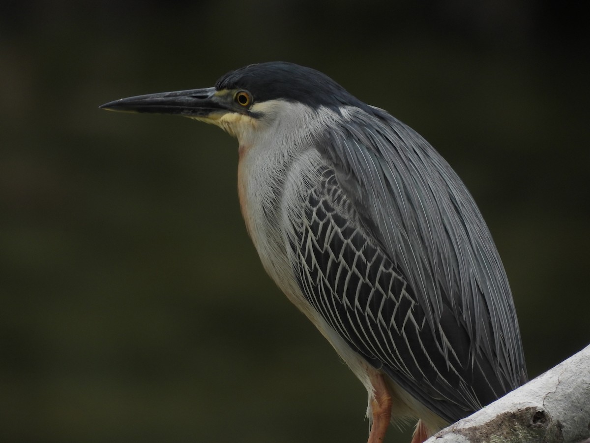 Striated Heron - ML619520337