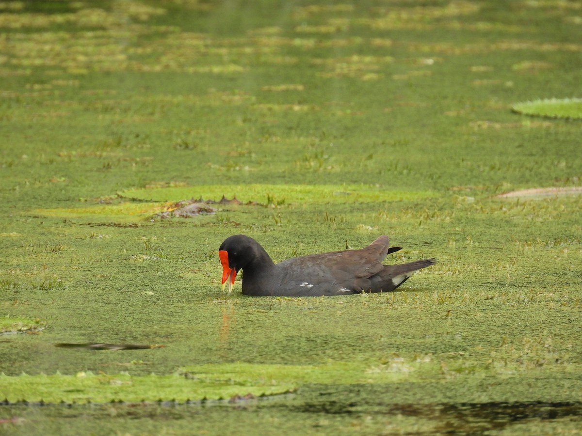 Common Gallinule - ML619520347