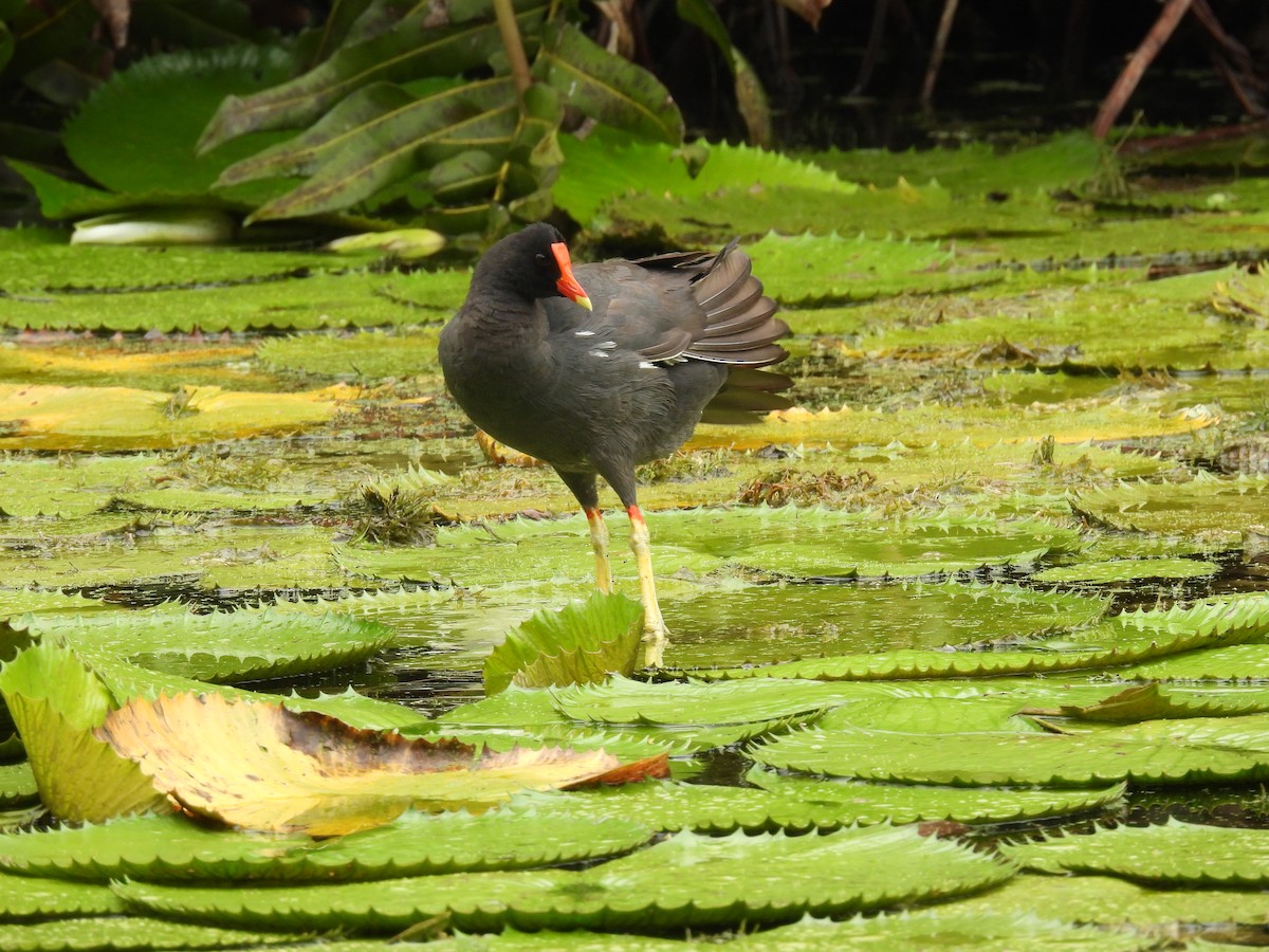 Common Gallinule - maicol gonzalez guzman